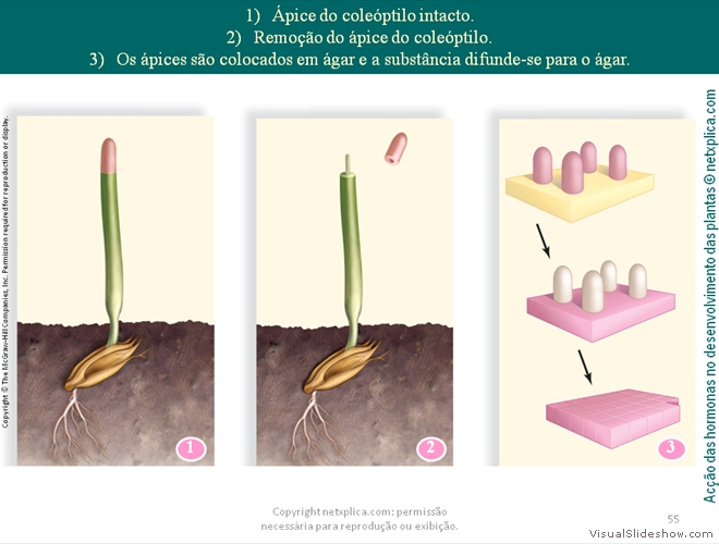 Diapositivo55