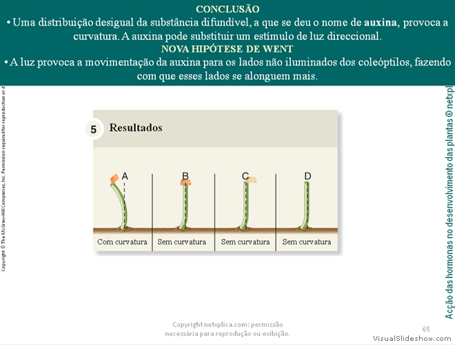 Diapositivo65