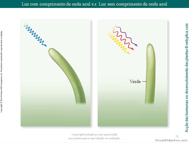 Diapositivo71