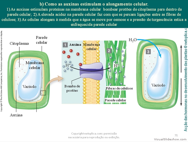 Diapositivo75