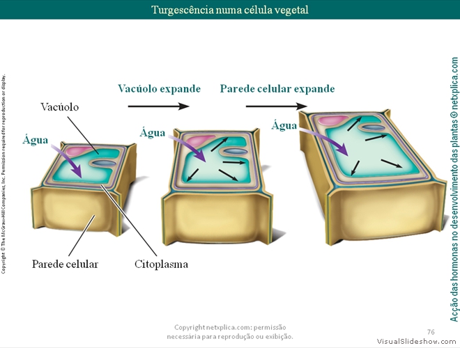 Diapositivo76