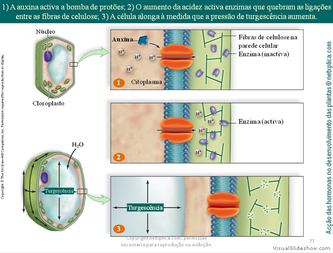 Diapositivo77