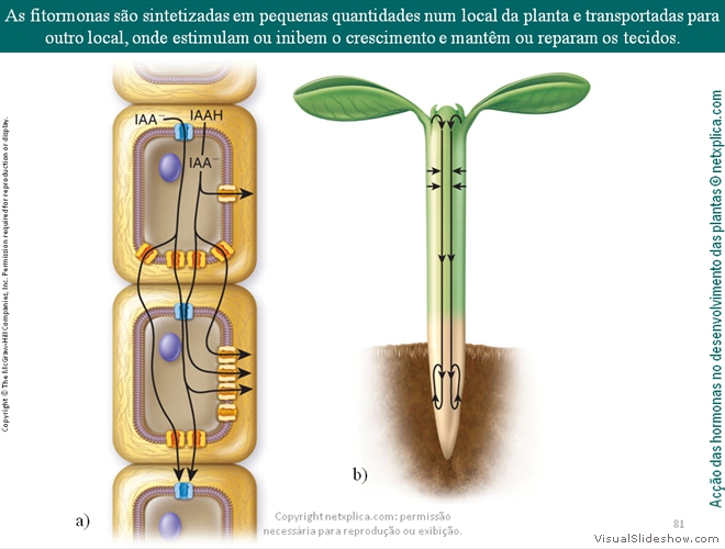 Diapositivo81