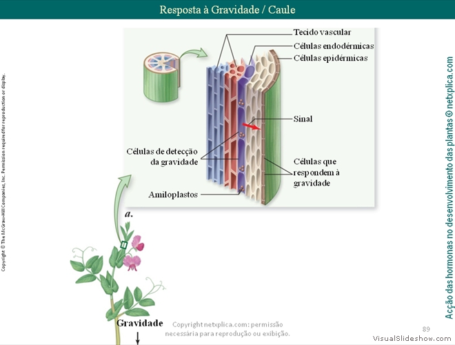 Diapositivo89