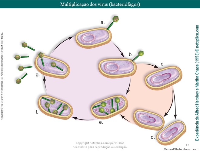 Diapositivo12