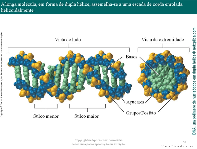 Diapositivo51