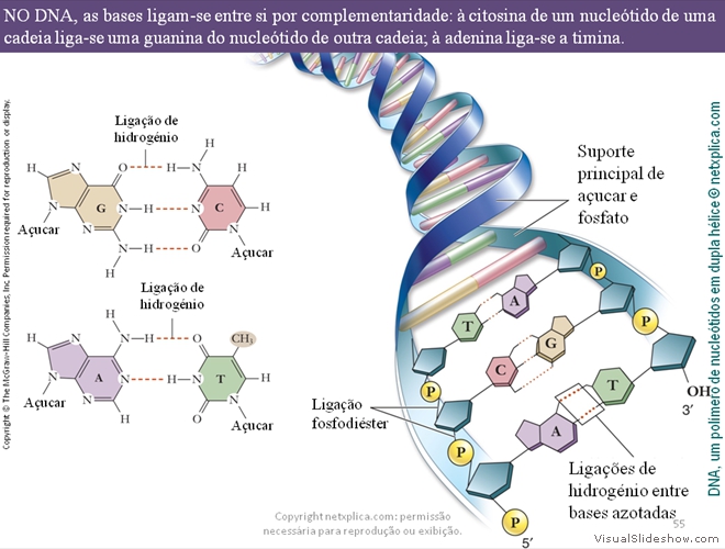 Diapositivo55