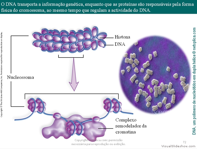 Diapositivo72