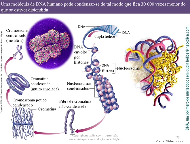 Diapositivo73