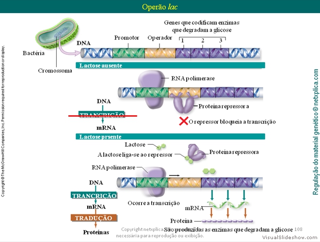 Diapositivo108