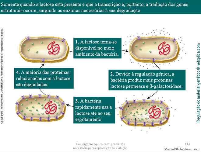 Diapositivo113