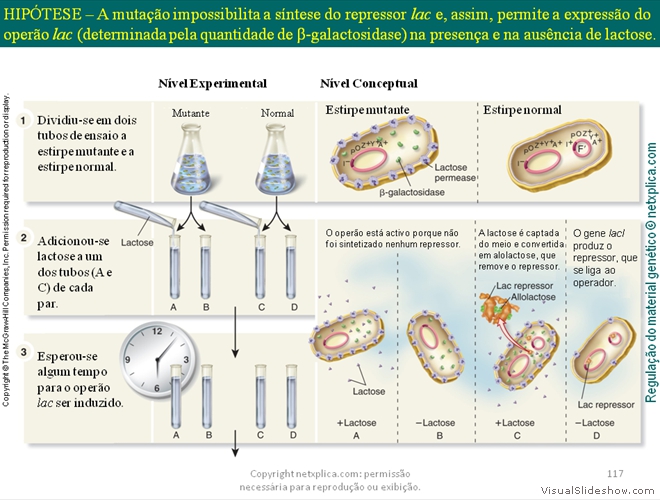 Diapositivo117