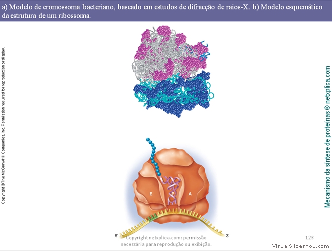 Diapositivo123