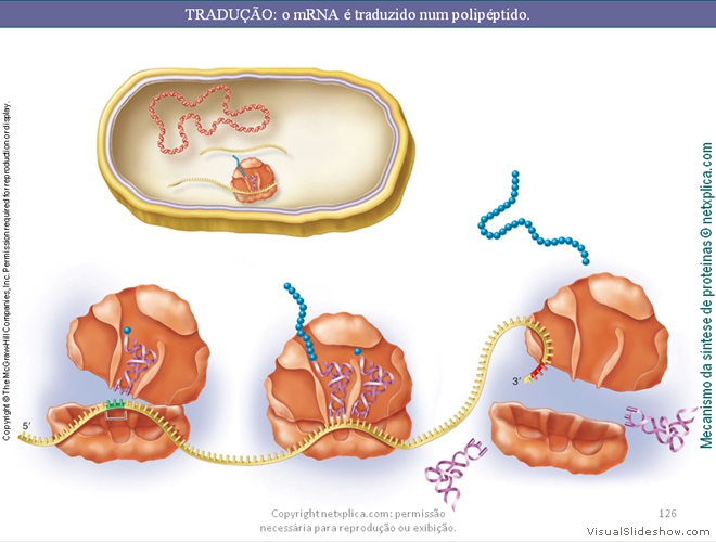 Diapositivo126