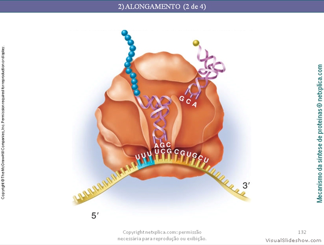 Diapositivo132