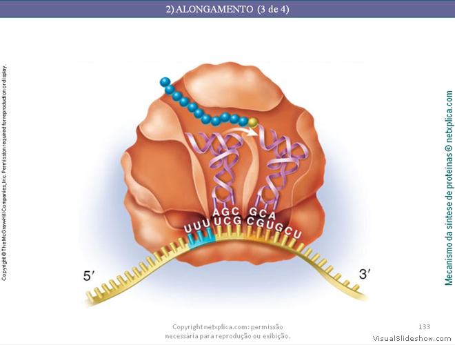 Diapositivo133