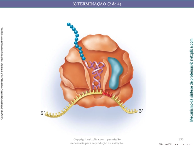 Diapositivo136