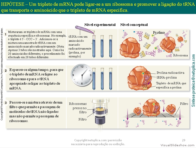 Diapositivo29