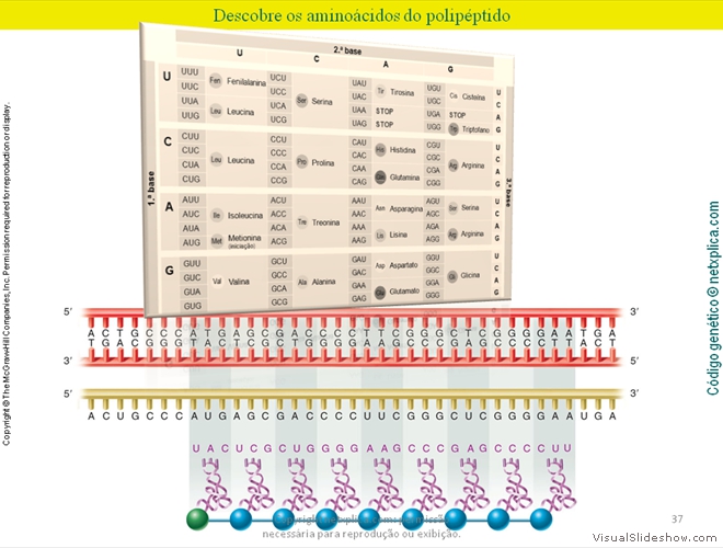 Diapositivo37