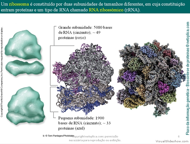 Diapositivo6