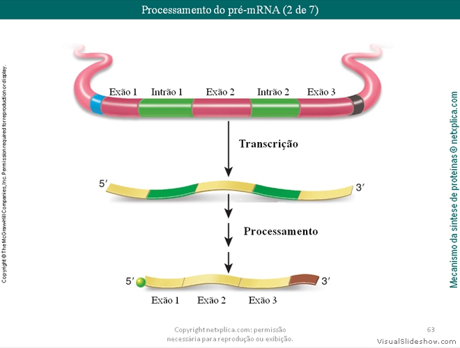 Diapositivo63