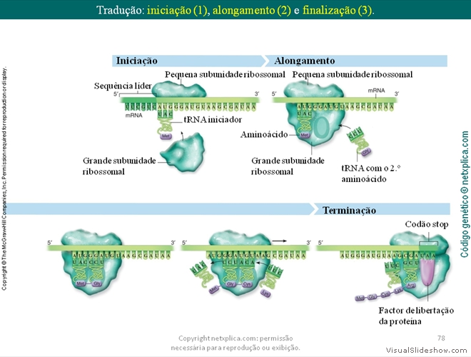 Diapositivo78