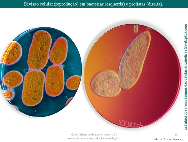 Diapositivo13