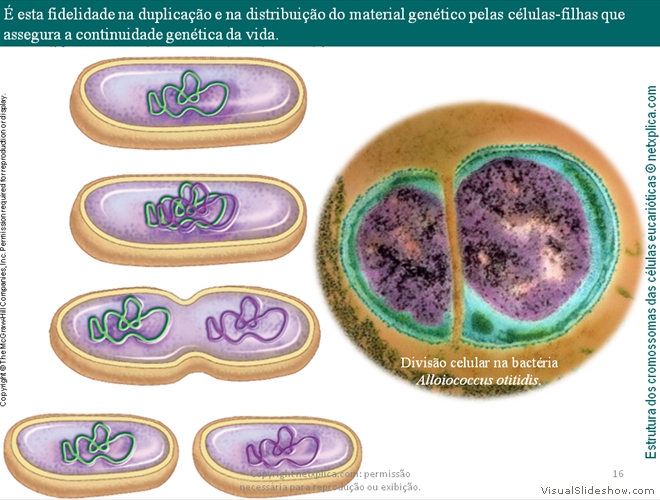 Diapositivo16