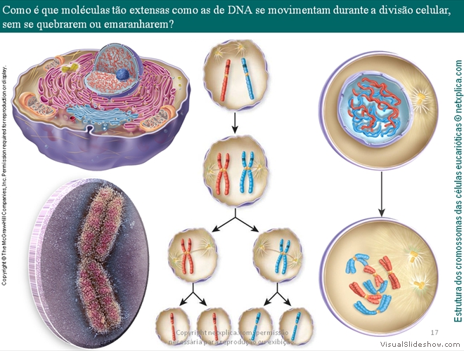 Diapositivo17