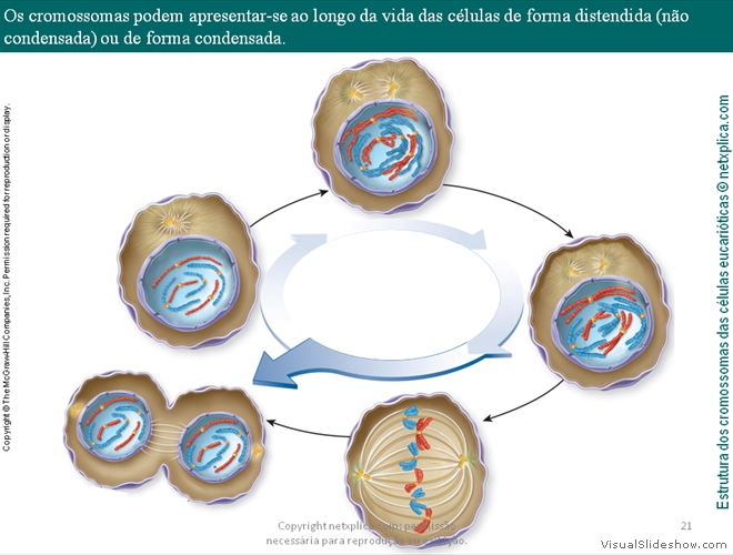 Diapositivo21