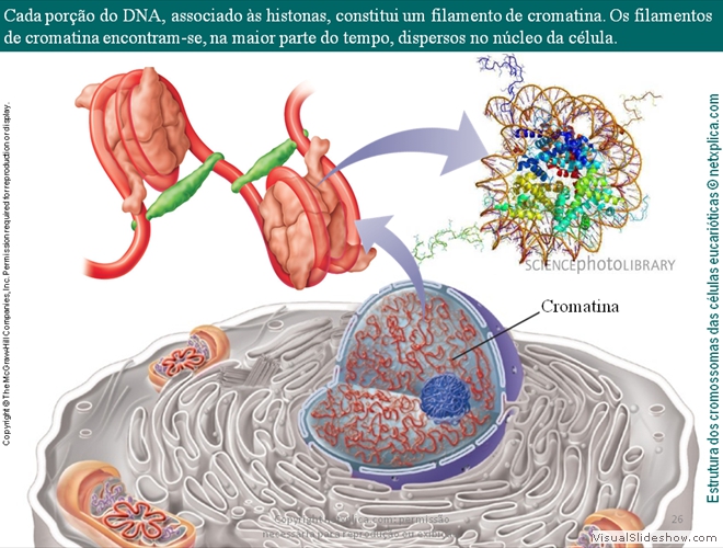 Diapositivo26