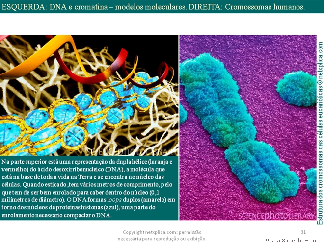 Diapositivo31