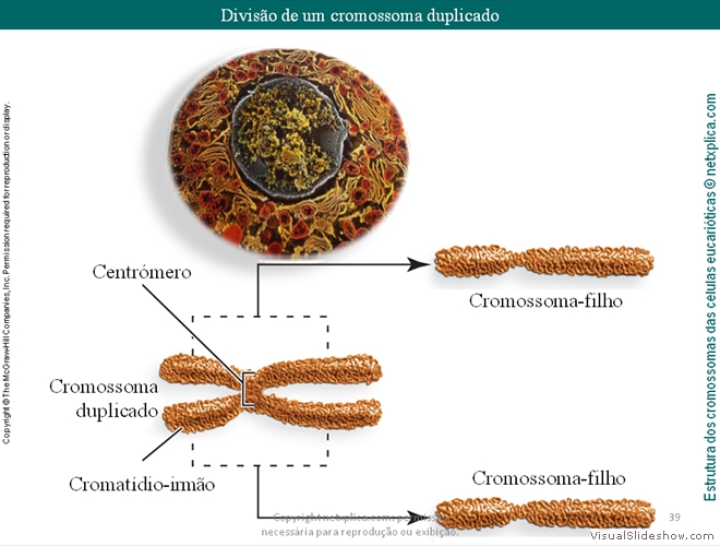 Diapositivo39