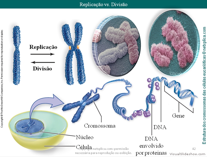 Diapositivo42