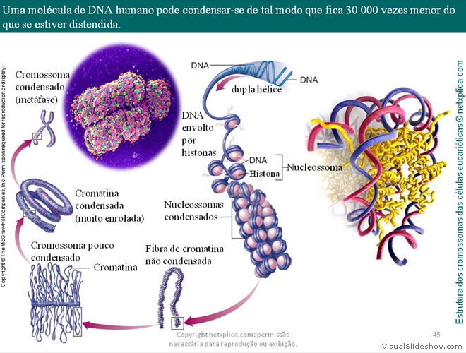 Diapositivo45