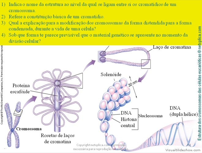 Diapositivo54