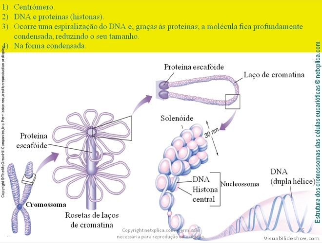 Diapositivo55