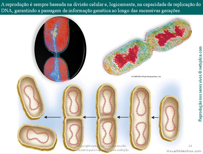 Diapositivo14