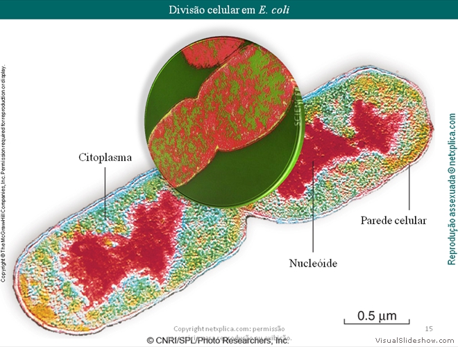 Diapositivo15