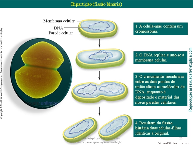 Diapositivo26