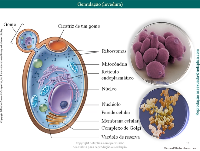 Diapositivo52