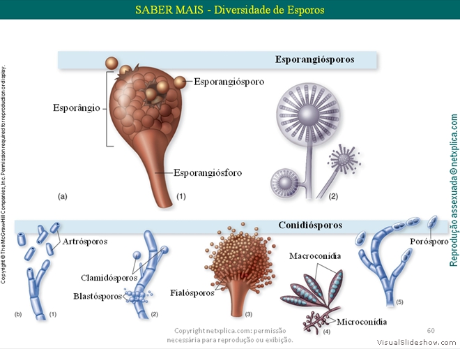 Diapositivo60