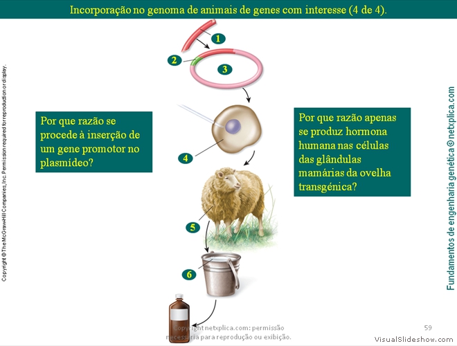 Diapositivo59