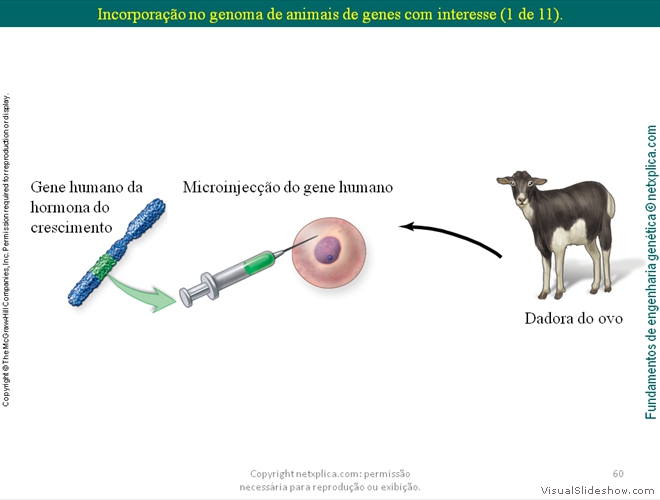 Diapositivo60