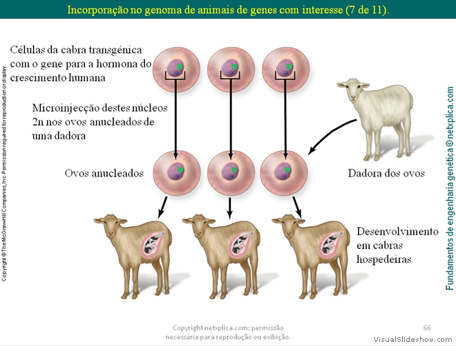 Diapositivo66