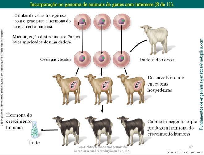 Diapositivo67