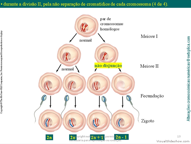 Diapositivo13