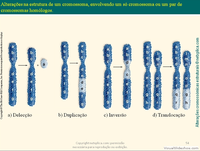 Diapositivo54