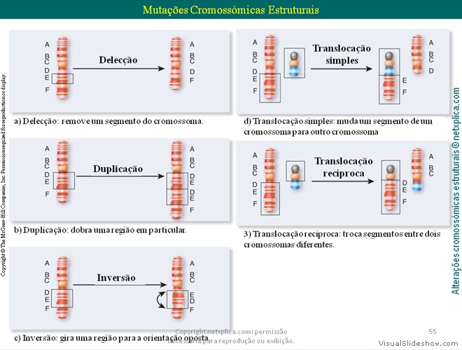 Diapositivo55