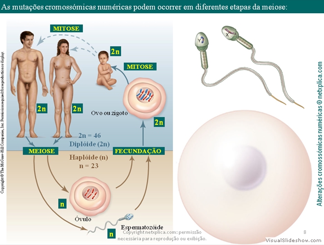Diapositivo8